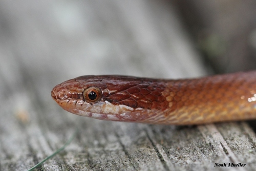 Pine Woods Littersnake