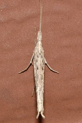 Ypsolopha mucronella