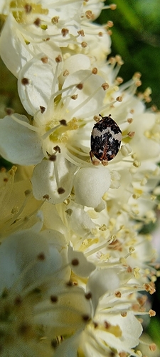 Bird Nest Carpet Beetle, 6708 LM Wageningen, Netherlands, photo 7 of 10