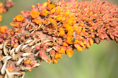 Dyckia encholirioides