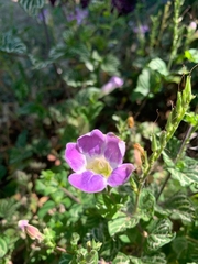 Asystasia gangetica image