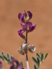 Astragalus pardalinus