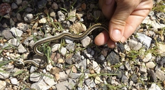 Thamnophis cyrtopsis cyrtopsis