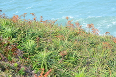 Dyckia encholirioides