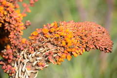 Dyckia encholirioides