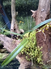 Epidendrum leopardihamatum