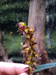 Epidendrum leopardihamatum
