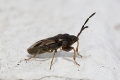 Scolopostethus decoratus