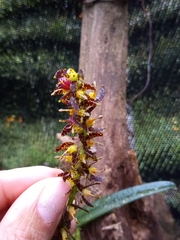 Epidendrum leopardihamatum