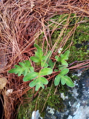 Pleopeltis thyssanolepis