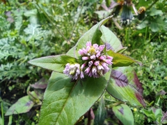 Persicaria capitata