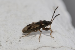 Scolopostethus decoratus