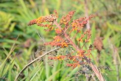 Dyckia encholirioides