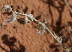 Astragalus pardalinus
