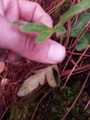 Pleopeltis thyssanolepis