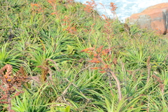Dyckia encholirioides