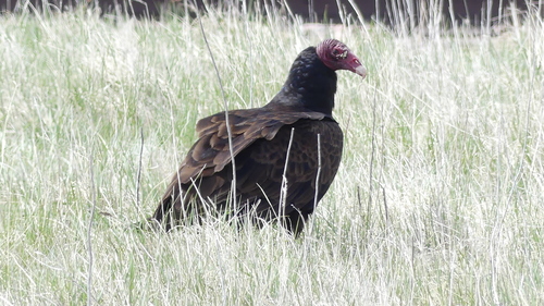 Turkey Vulture photographed in South Dakota