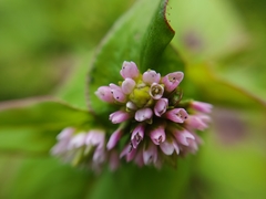 Persicaria capitata