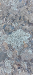 Parmelinopsis