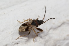Scolopostethus decoratus