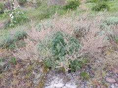 Artemisia taurica