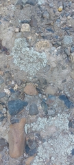 Parmelinopsis