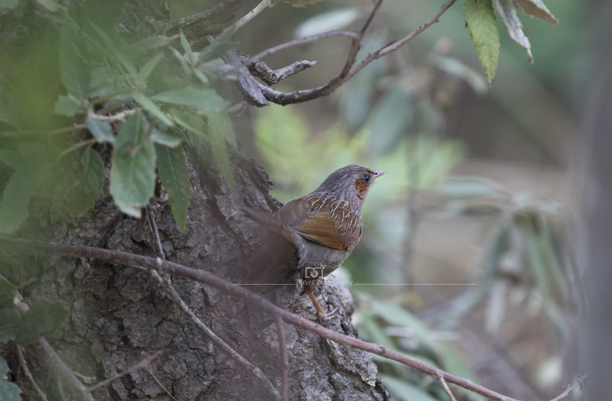 Blue-winged Laughingthrush