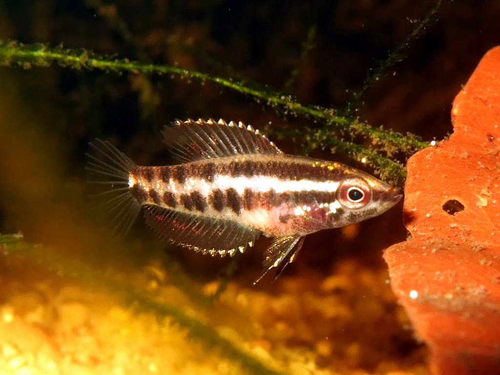 Licorice Gouramis