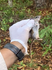 Peromyscus gossypinus