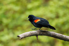 Agelaius phoeniceus caurinus