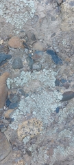 Parmelinopsis