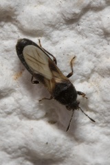 Dimorphopterus spinolae