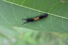 Citheronia splendens sinaloensis