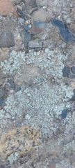 Parmelinopsis