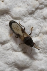 Dimorphopterus spinolae