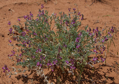 Astragalus pardalinus