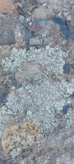 Parmelinopsis