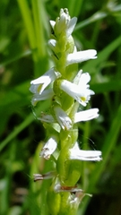 Spiranthes lucida