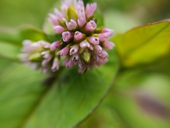 Persicaria capitata