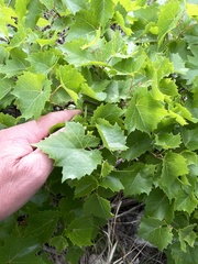 Vitis monticola