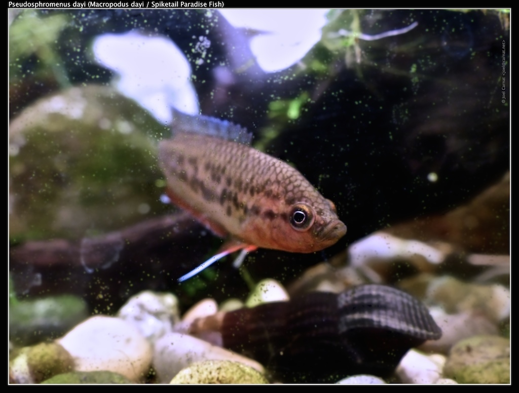 Brown Spike-Tailed Paradise Fish