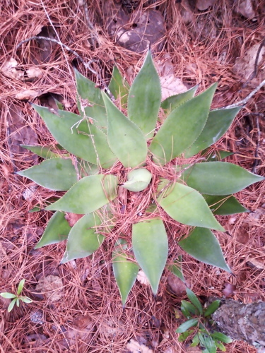 Agave chiapensis