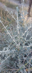 Magnoliopsida