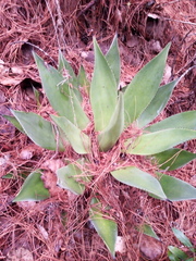 Agave chiapensis