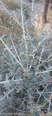 Magnoliopsida
