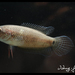 Spiketail Gourami - Photo (c) Blair Chen, some rights reserved (CC BY-NC-SA)