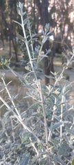Magnoliopsida