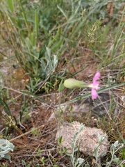 Silene subconica