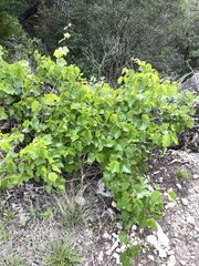 Vitis monticola