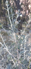 Magnoliopsida